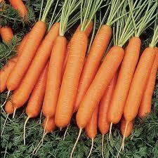 Hybrid Carrot Seeds