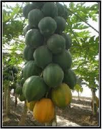 Hybrid Papaya Seeds