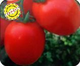 Virat Hybrid Tomato Seeds