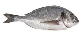 Black Sea Bream