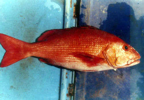 Bohar Snapper Fish