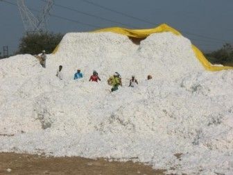 Cotton Bale