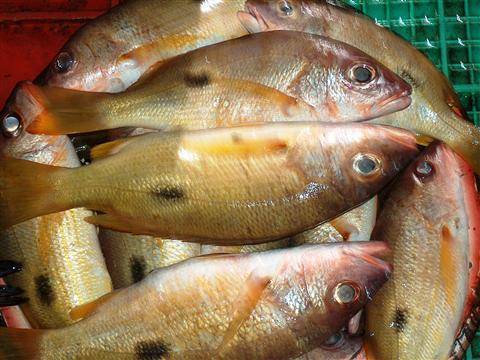 Golden Snapper Fish