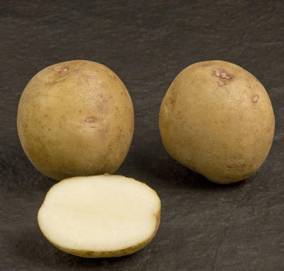 Kennebec Potato