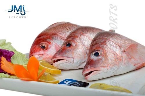 Red Snapper Fish - Whole Round, Gilled & Gutted, Size Range: 300/500 gms to 500/2000 gms | Premium Quality, Sustainably Caught Using Hand Lines, Versatile for Various Cooking Methods