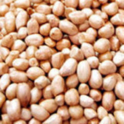 Groundnut