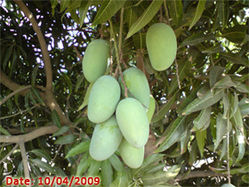 Kesar Mangoes