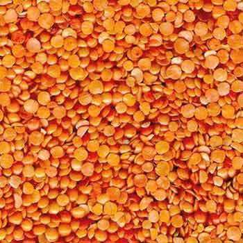 Malka Pulses - High-Quality Nutrient-Rich Variety, Bulk Supply with Efficient Processing and Packaging