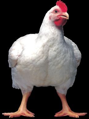 Broiler Chicken