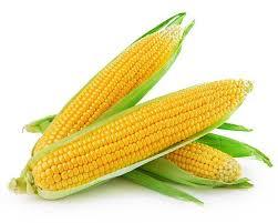 Maize Seed