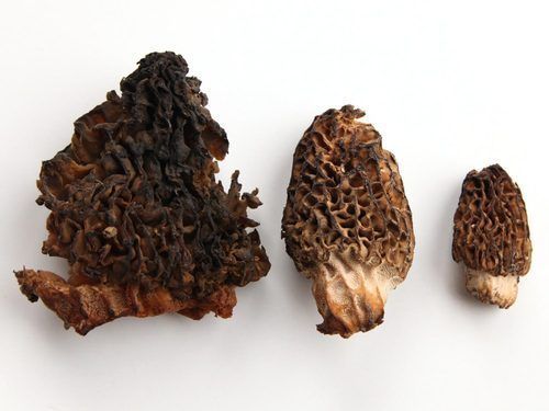 Dried Mushrooms