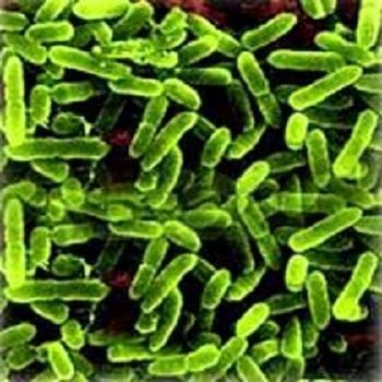 Fluorescens P Bio Fungicide