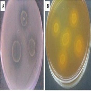 Phosphate Solubilizing Micro Organisms