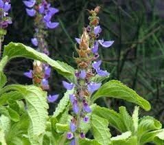 Coleus Forskohlii Age Group: For Children