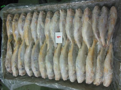 Frozen Yellow Croaker Fish