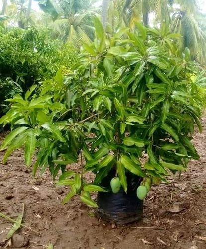 Mango Amarapali Grafted Plants