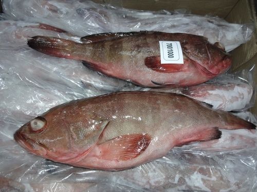 Reef Cod Fish