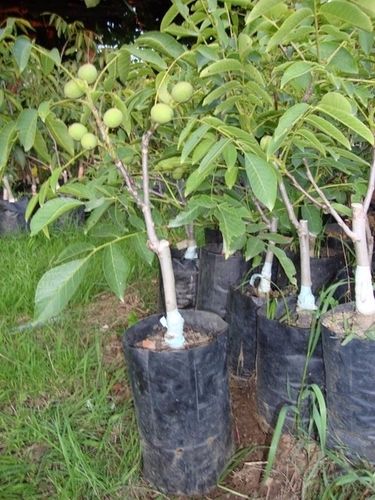 Walnuts Grafted Plants