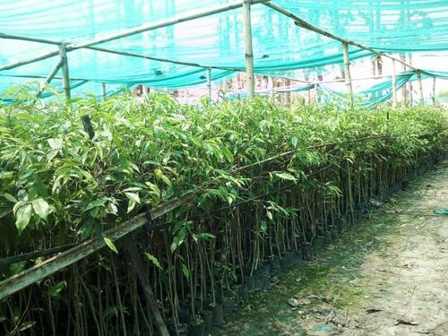 Agarwood Plant - Premium Quality Seedlings , Grown Under Hygienic Conditions for Optimal Health