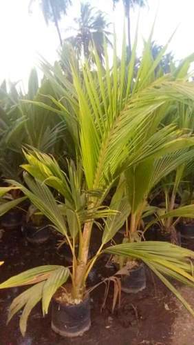 Stainless Steel Coconut Hybrid Plant