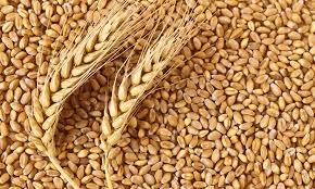 High Grade Wheat