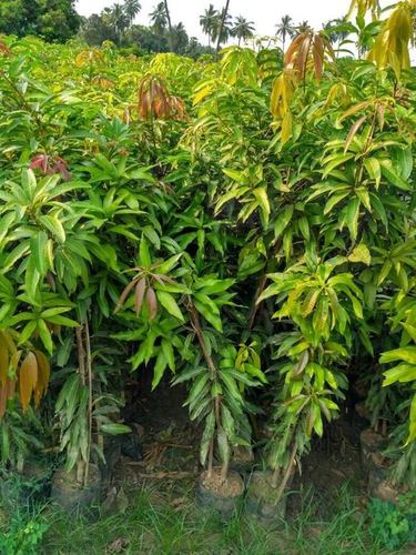 Mango Lengra Grafted Plant