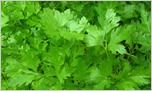 Exotic Parsley Vegetable