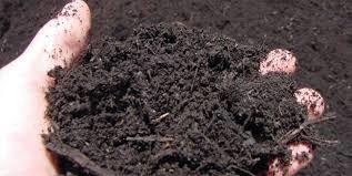 Compost Manure