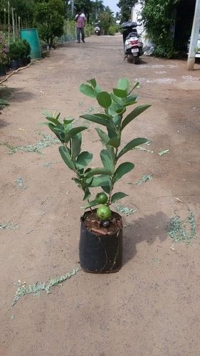 Guava Vnr Hybrid Plants