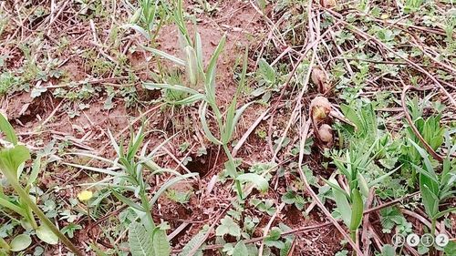 Fritillaria Roylei (Cirrhosa)