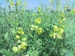 Natural Senna Plant