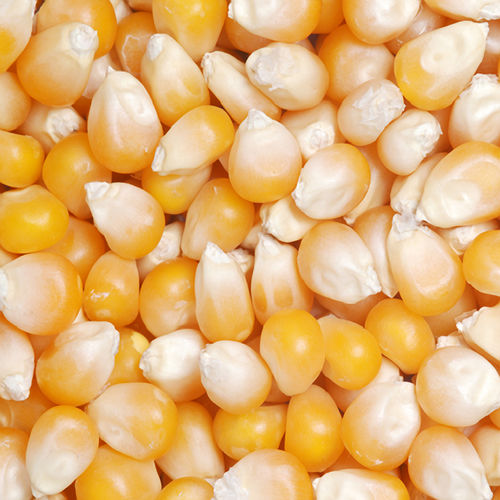 Yellow Popcorn NON-GMO