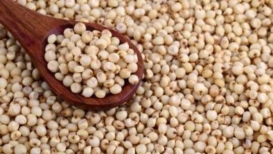 Healthy and Pure Sorghum Seeds