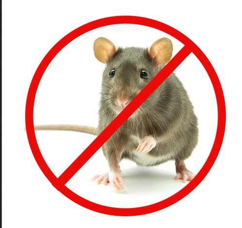 Rat Pest Control Services By Cerobite Pest Solution Private Limited