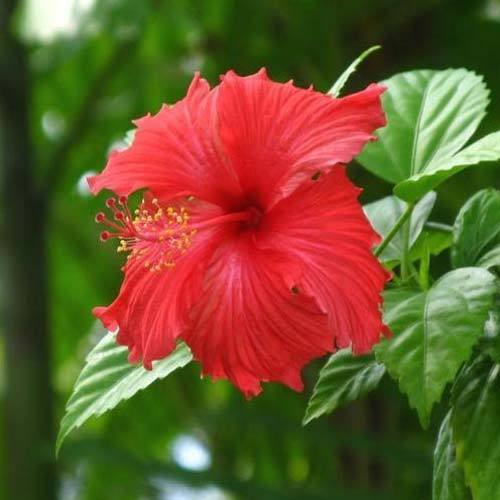 Fresh Hibiscus Flower