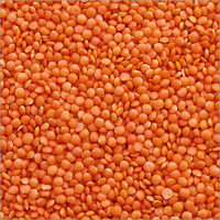 Masoor Dal