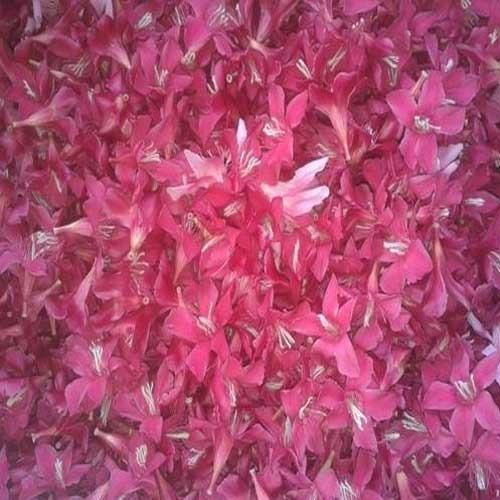 Red Arali Flower