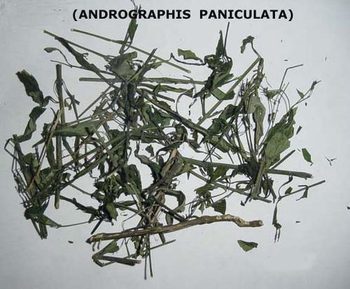 Andrographis Paniculata - Andrographolide