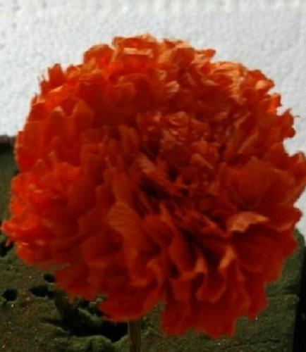 Marigold Flower For Decoration 