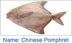 Chinese Pomphret Fish