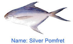 Silver Pomfret Fish