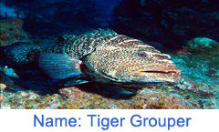 Tiger Grouper Fish