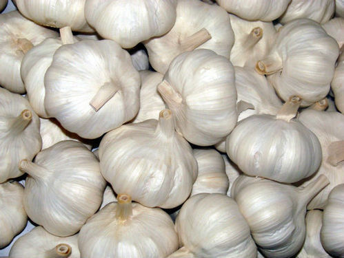 Good Quality Fresh Garlic