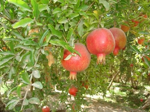 Mesmerizing Aroma Fresh Pomegranates