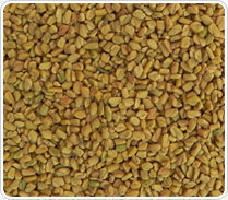 Fresh And Pure Fenugreek Seeds