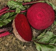 High Quality With Low Price Beetroot 