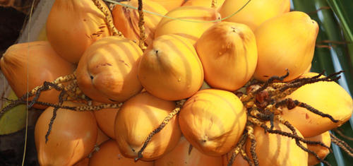 fresh coconut