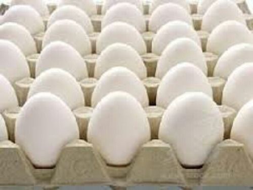 White Chicken Eggs