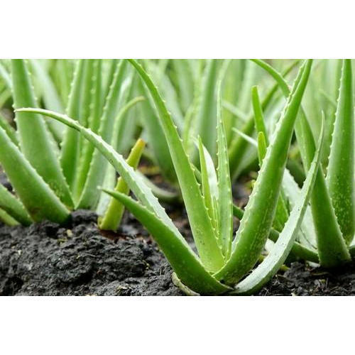 Natural Herbal Aloe Vera Plant - 80 cm Height, Fast Growth for Medicine and Beauty | Hygienically Grown, Insect and Disease Free