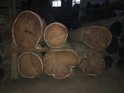 Sheesham Wood Logs